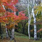 Herbstfärbung in Japan Nikko