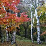 Herbstfärbung in Japan Nikko