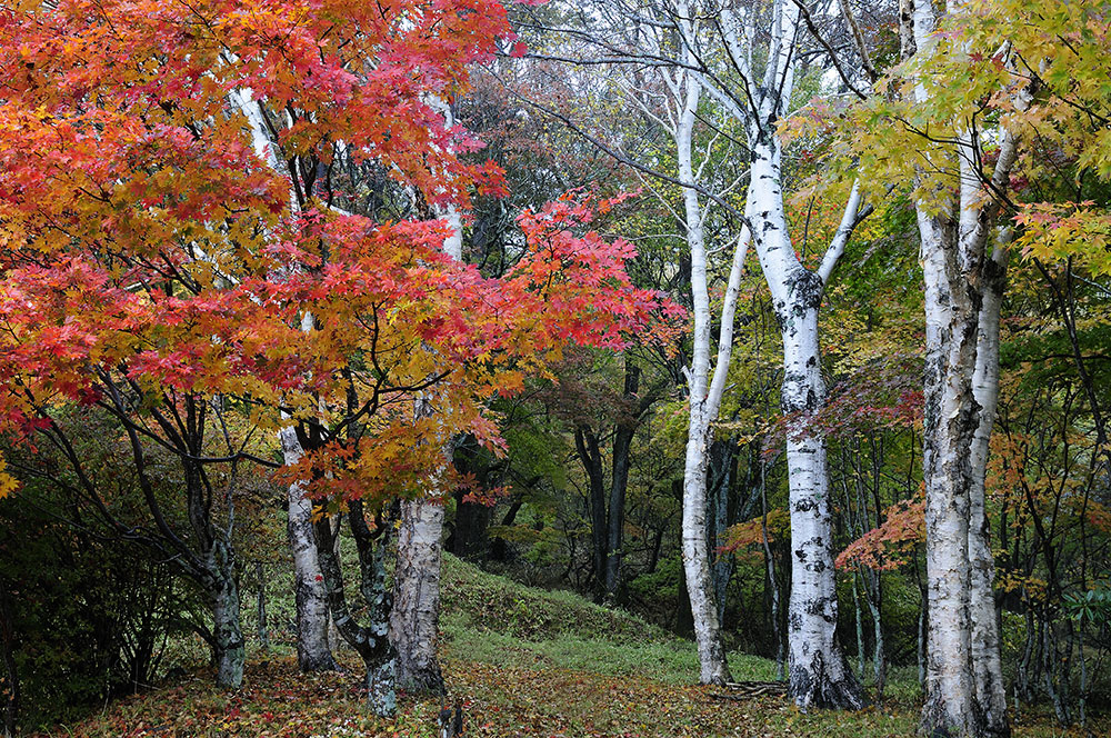 Herbstfärbung in Japan Nikko