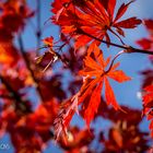 Herbstfärbung - Indian summer