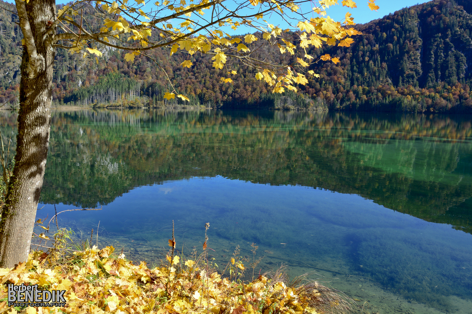 Herbstfärbung Rund um den Almsee