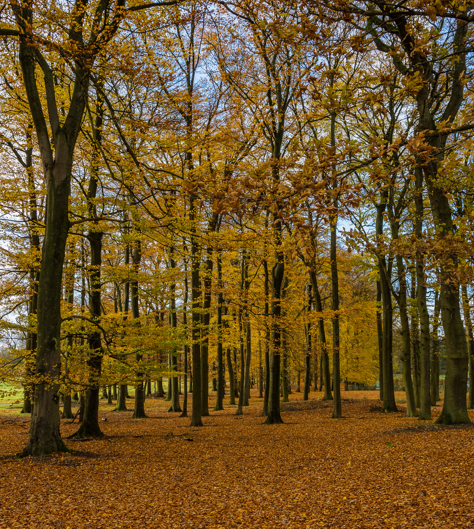 Herbstfärbung Wildpark Dülmen