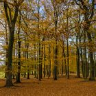 Herbstfärbung Wildpark Dülmen