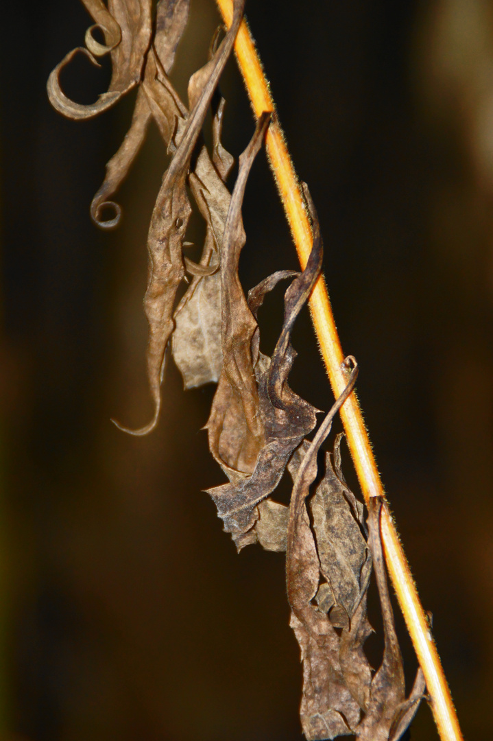 Herbstfahne