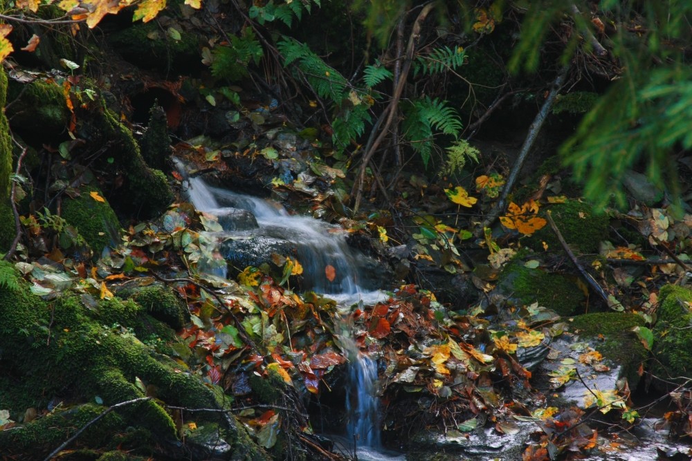 Herbstfall