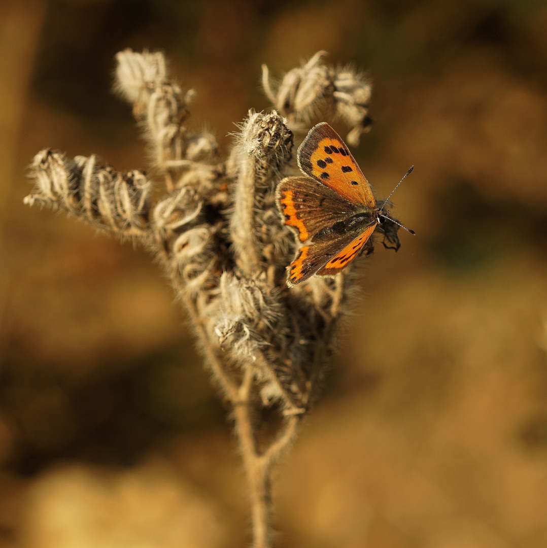 Herbstfalter