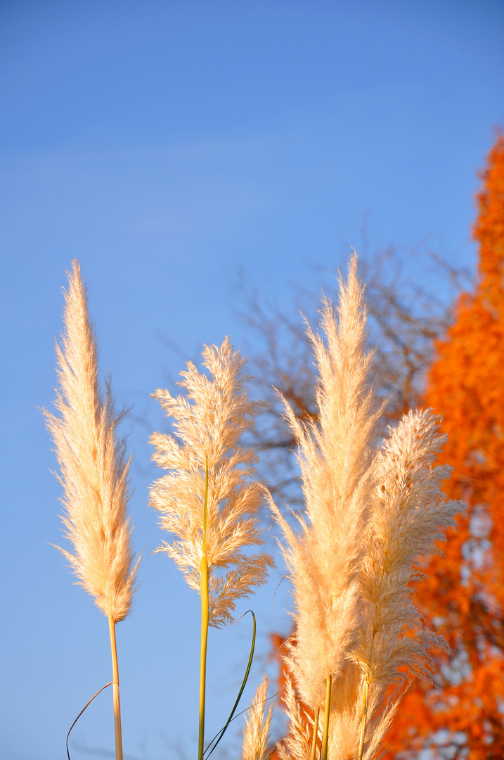 Herbstfantasie