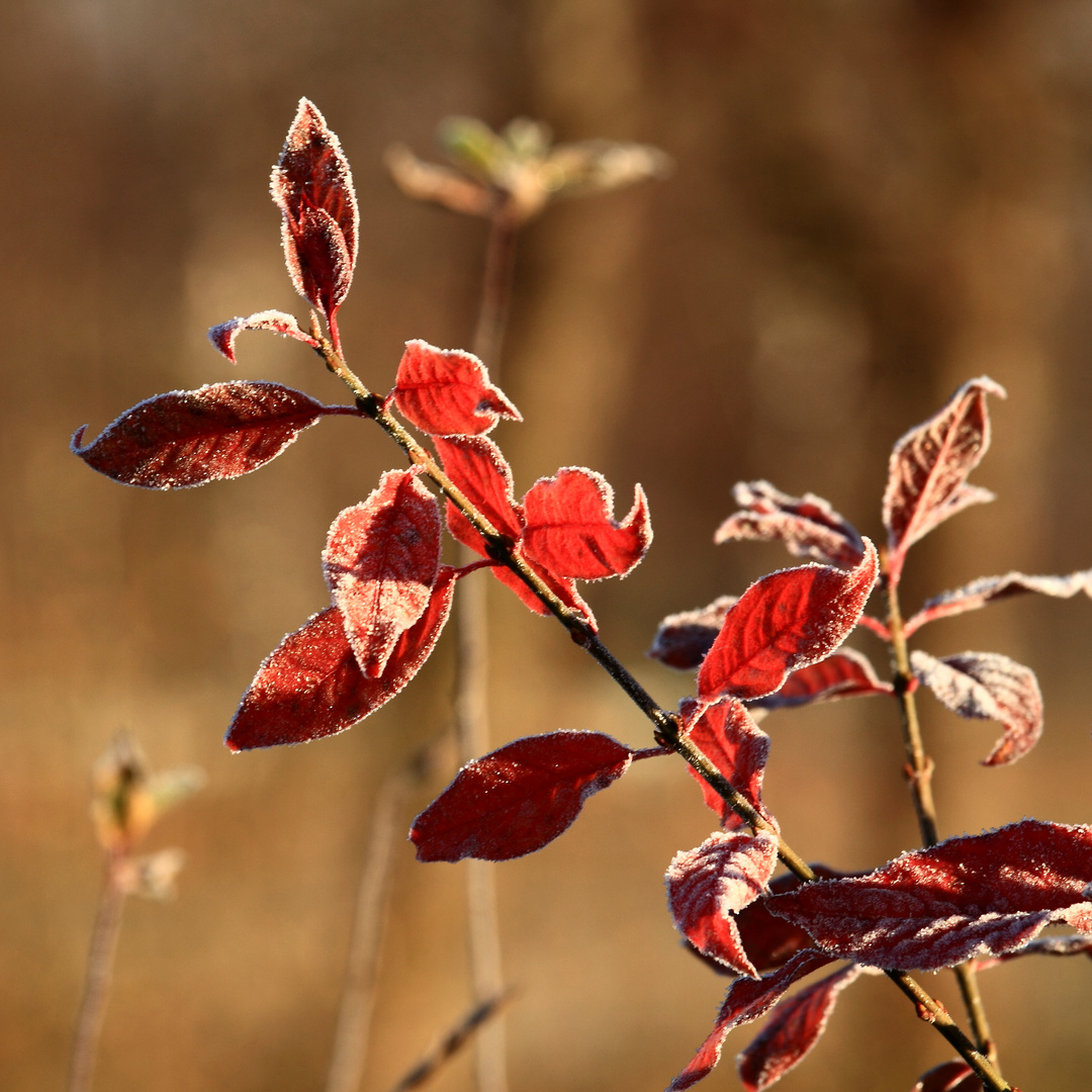 Herbstfarbe