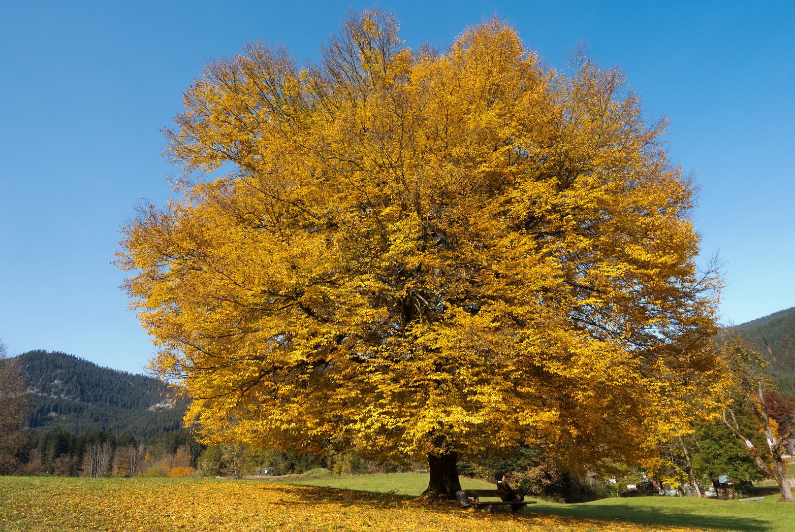 Herbstfarbe