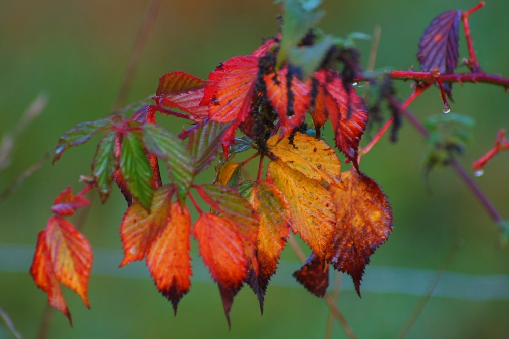 Herbstfarbe