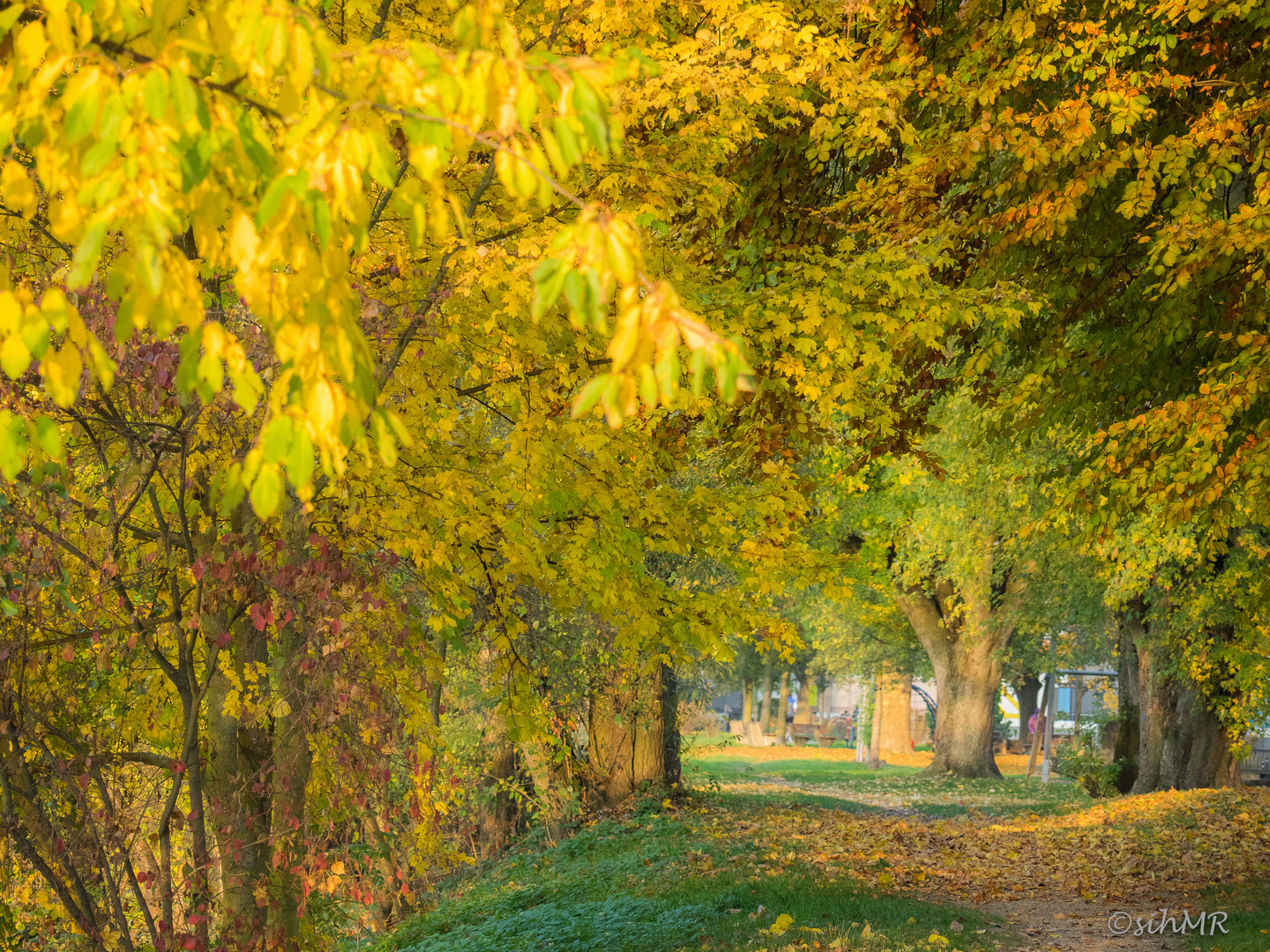 Herbstfarbe an der Nidda 2015