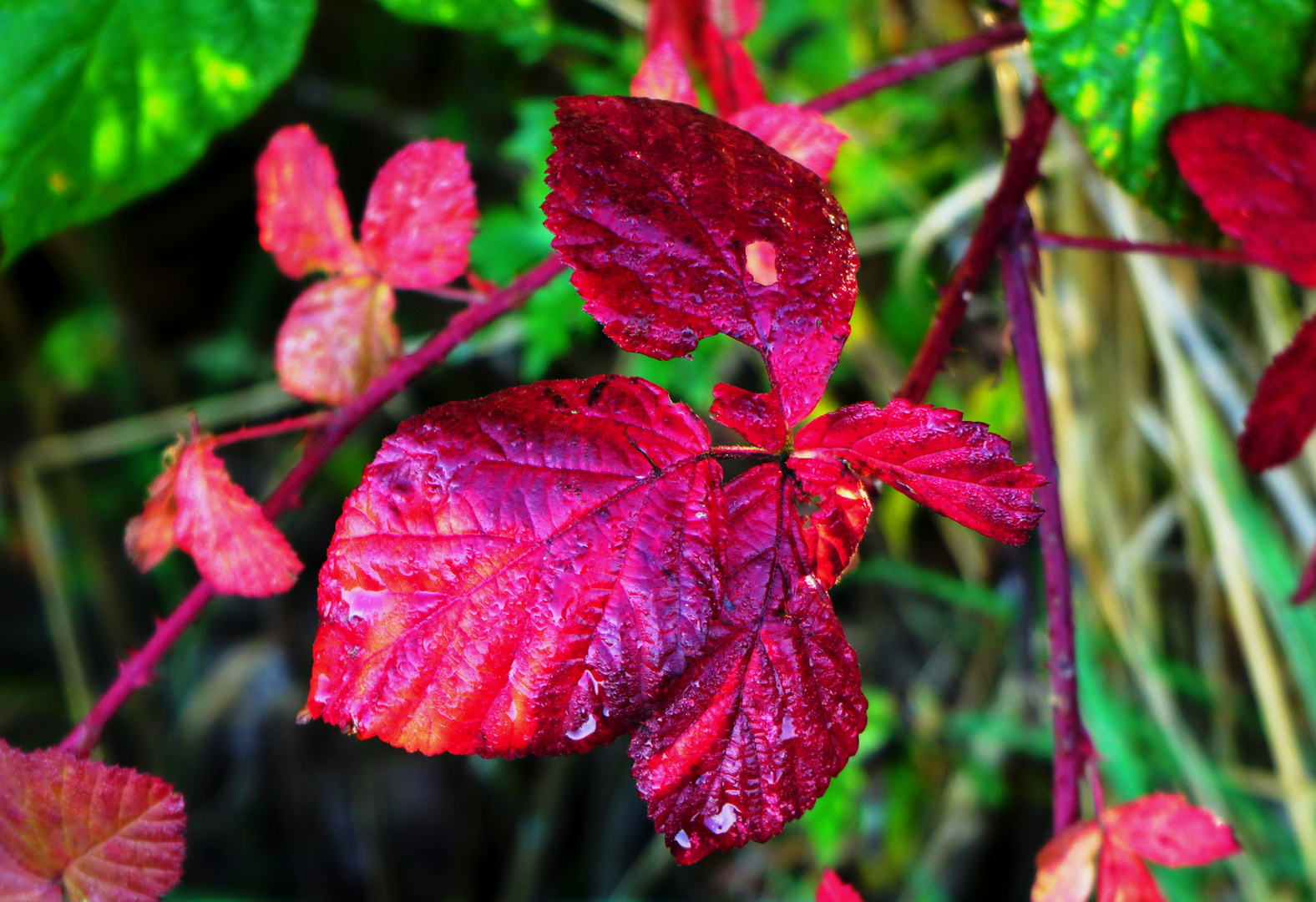 Herbstfarbe