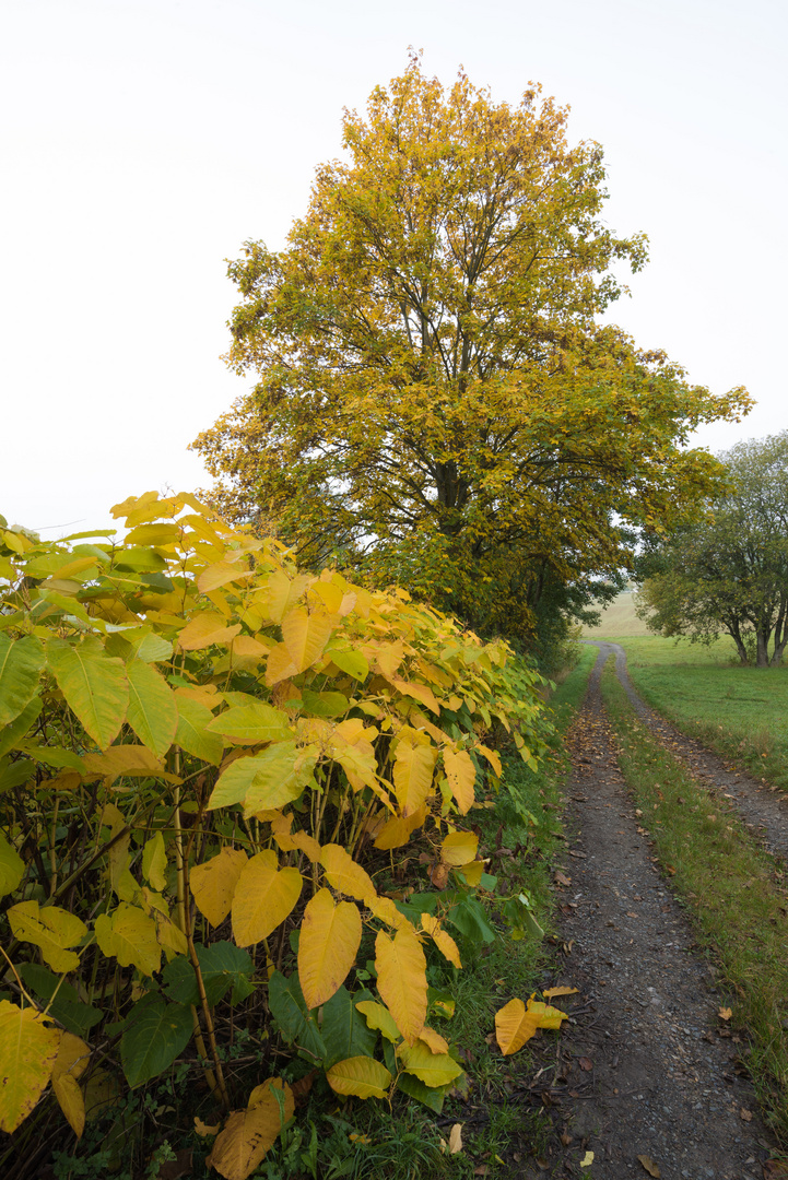 Herbstfarbe