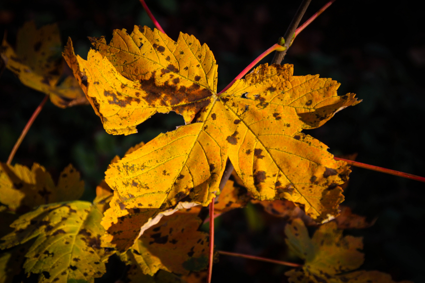 Herbstfarbe