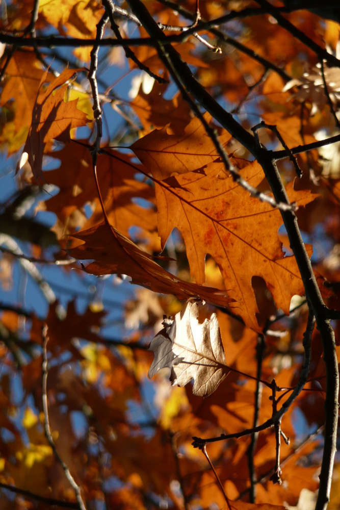 Herbstfarbe