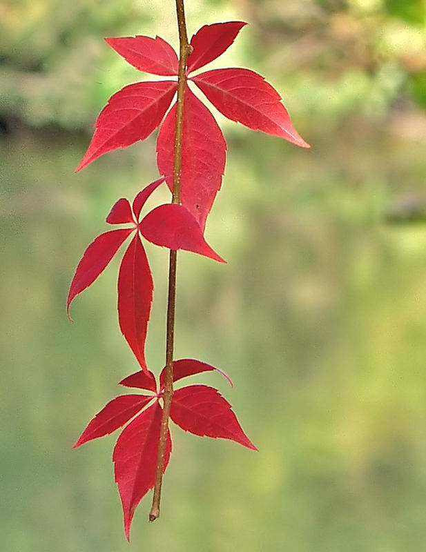 Herbstfarbe