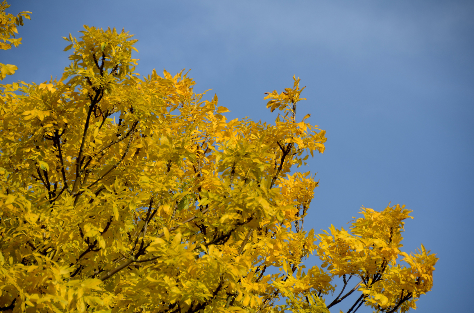 Herbstfarbe Gelb