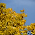 Herbstfarbe Gelb