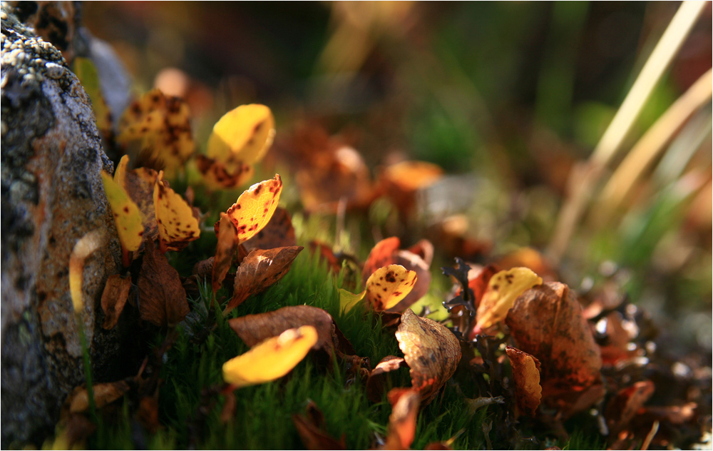 Herbstfarbe gelb