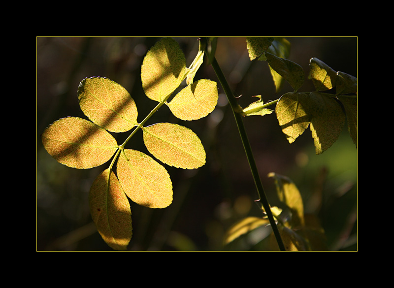 Herbstfarbe I