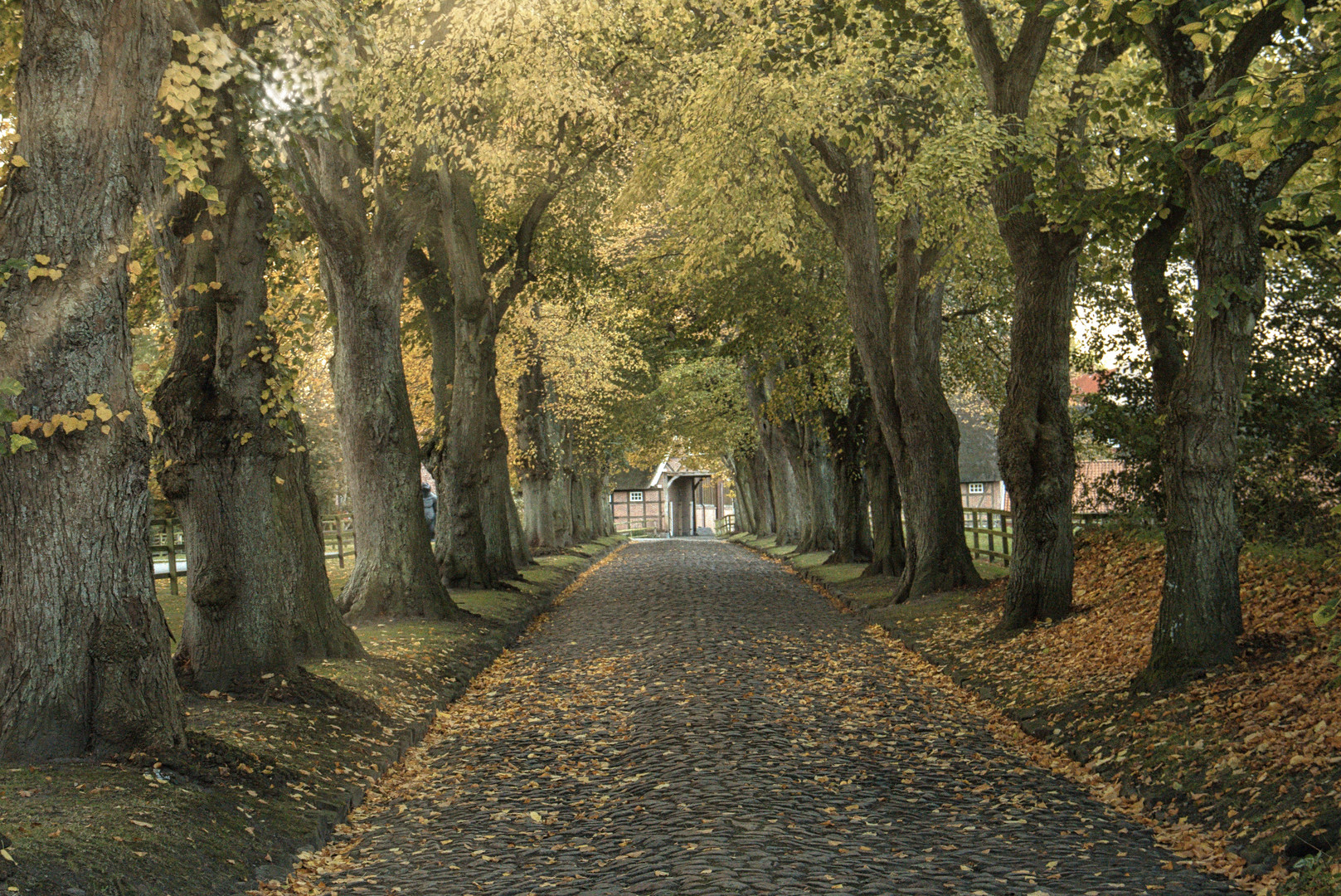 Herbstfarbe in der Allee !  