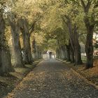 Herbstfarbe in der Allee !  