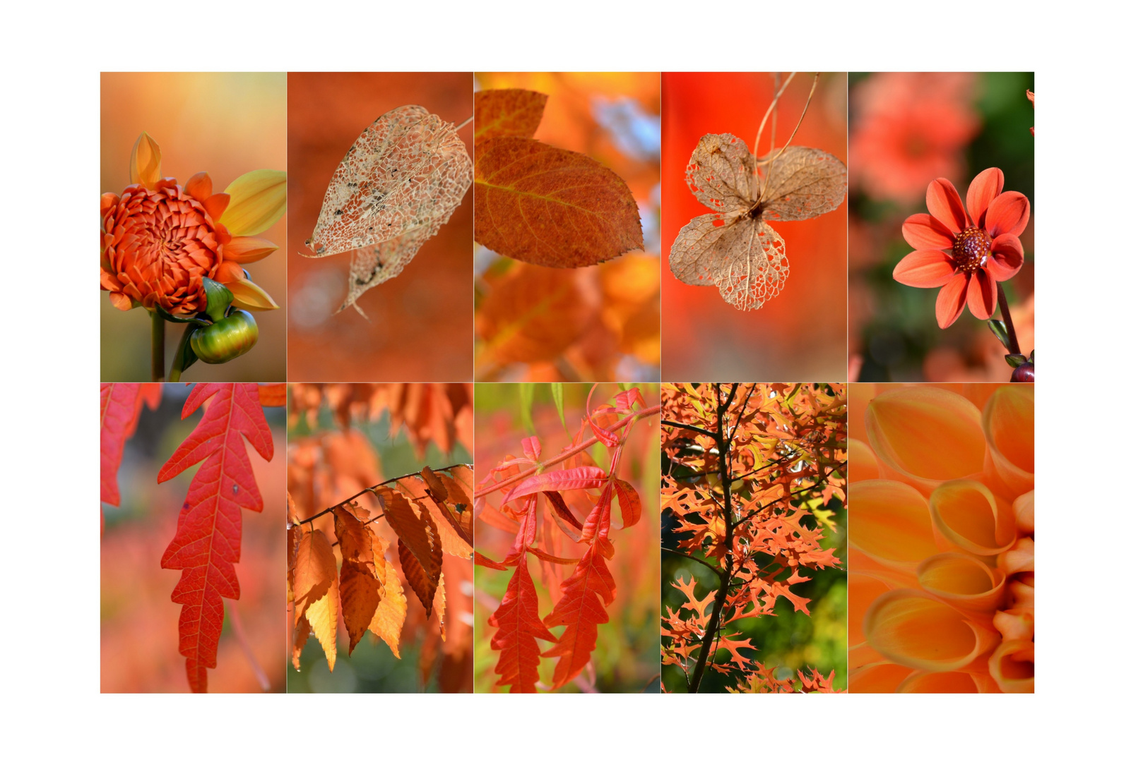 Herbstfarbe ORANGE