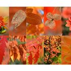 Herbstfarbe ORANGE