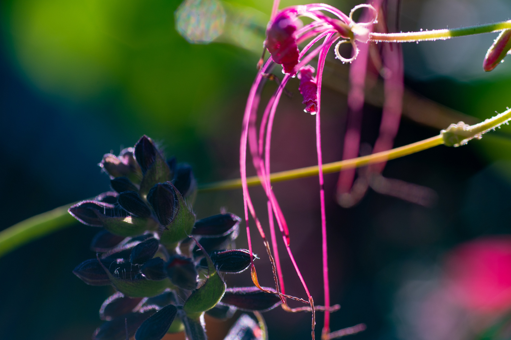 herbstfarbe pink