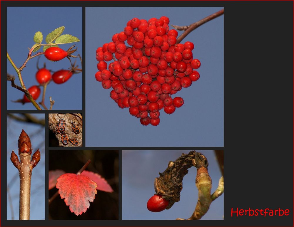 Herbstfarbe ROT