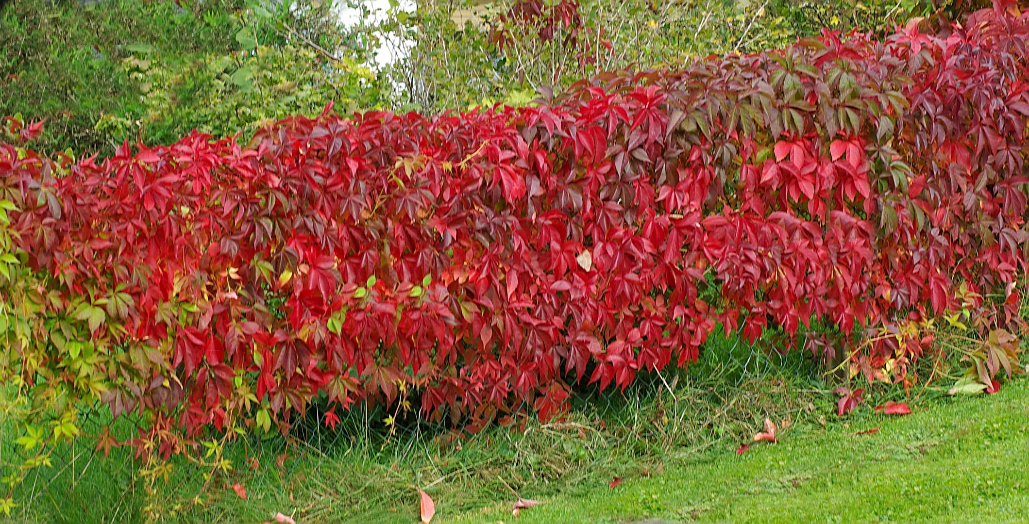 Herbstfarbe - Rot -