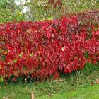 Herbstfarbe - Rot -