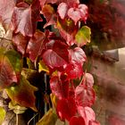 Herbstfarbe rot