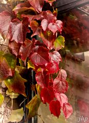 Herbstfarbe rot