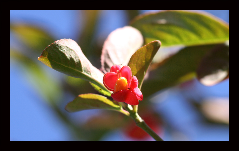 Herbstfarben