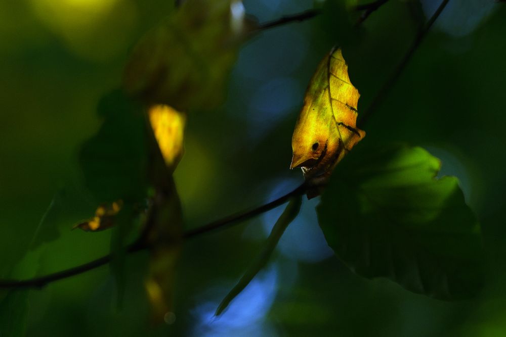 Herbstfarben.