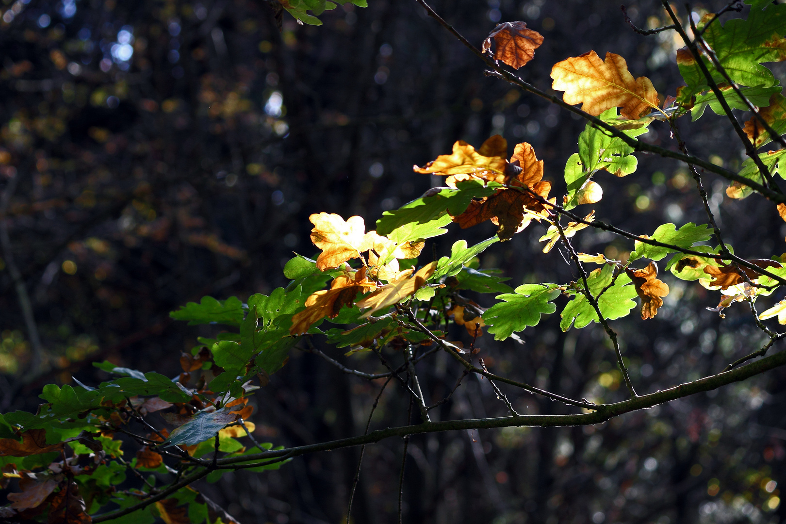 Herbstfarben 01