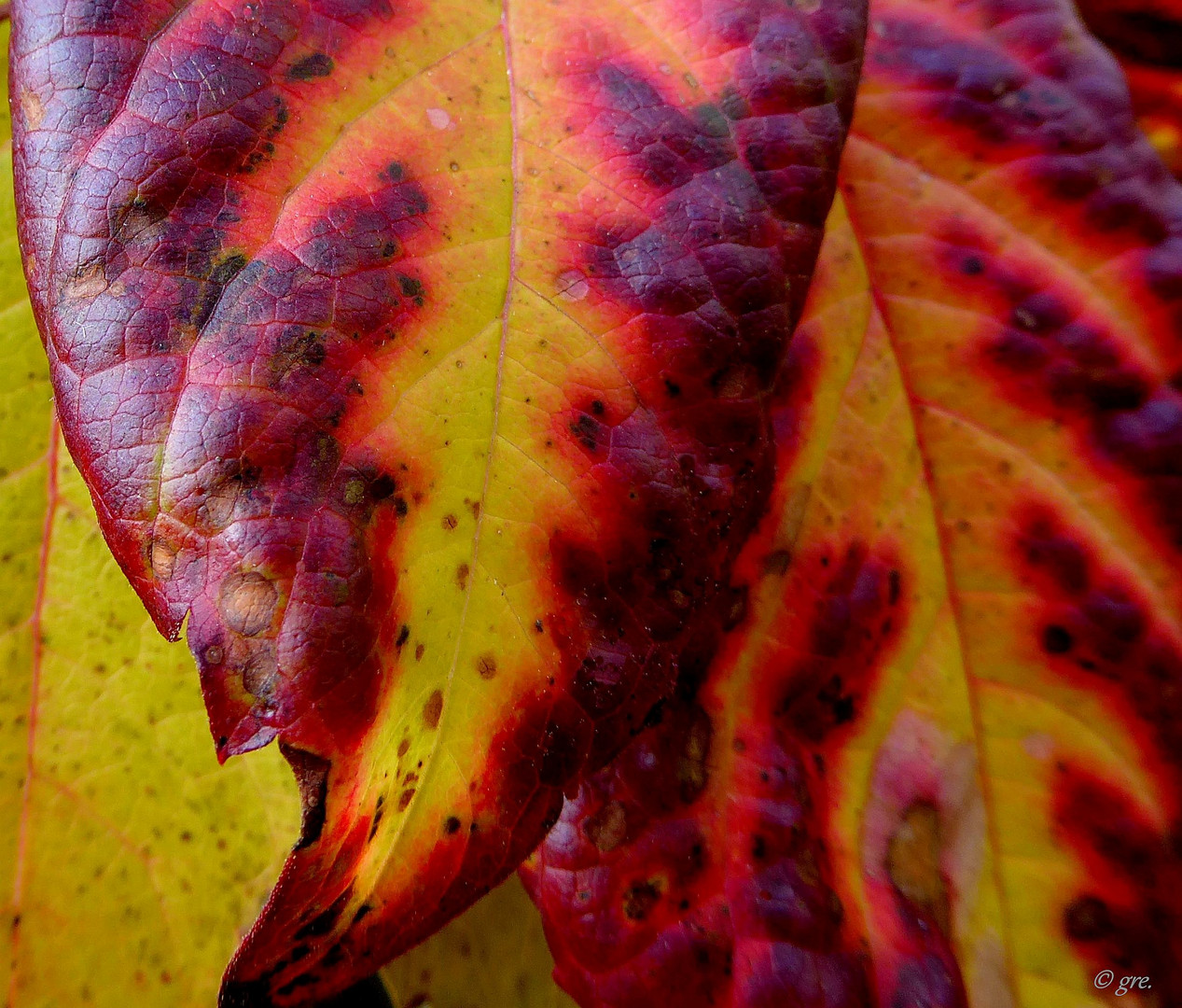 Herbstfarben