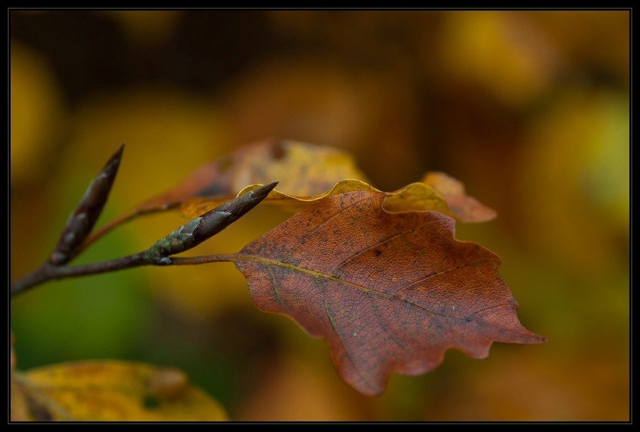 Herbstfarben