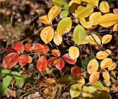 Herbstfarben