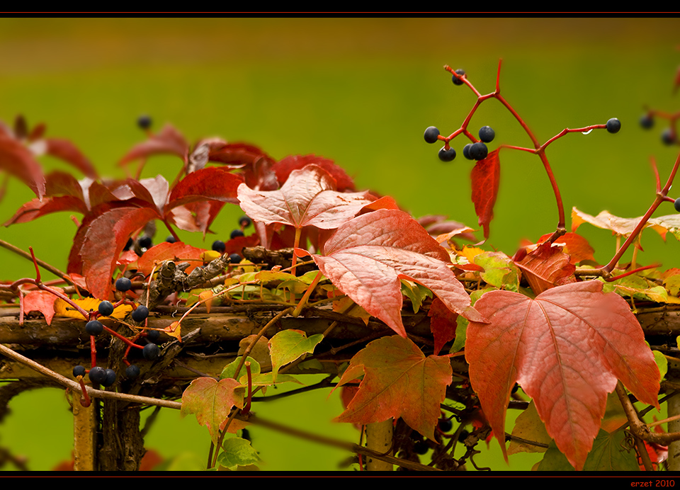 Herbstfarben...