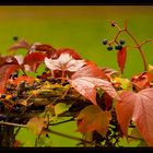 Herbstfarben...