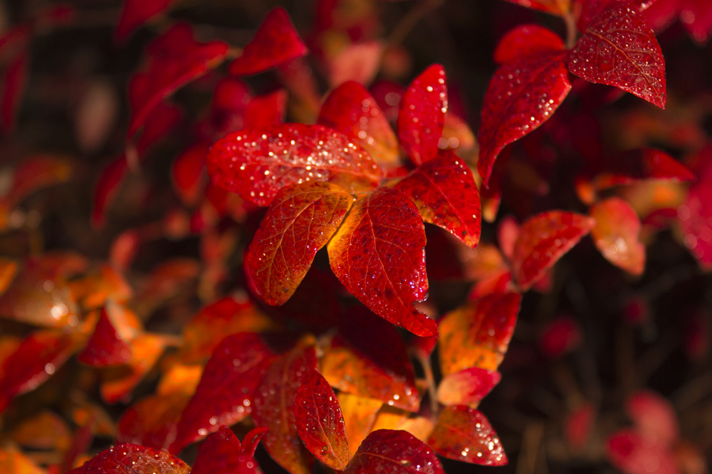 Herbstfarben