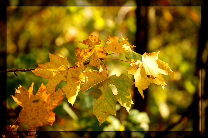 Herbstfarben