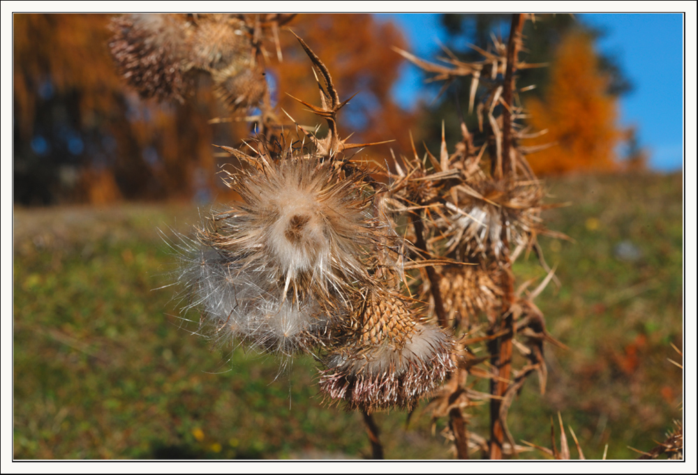 Herbstfarben ..