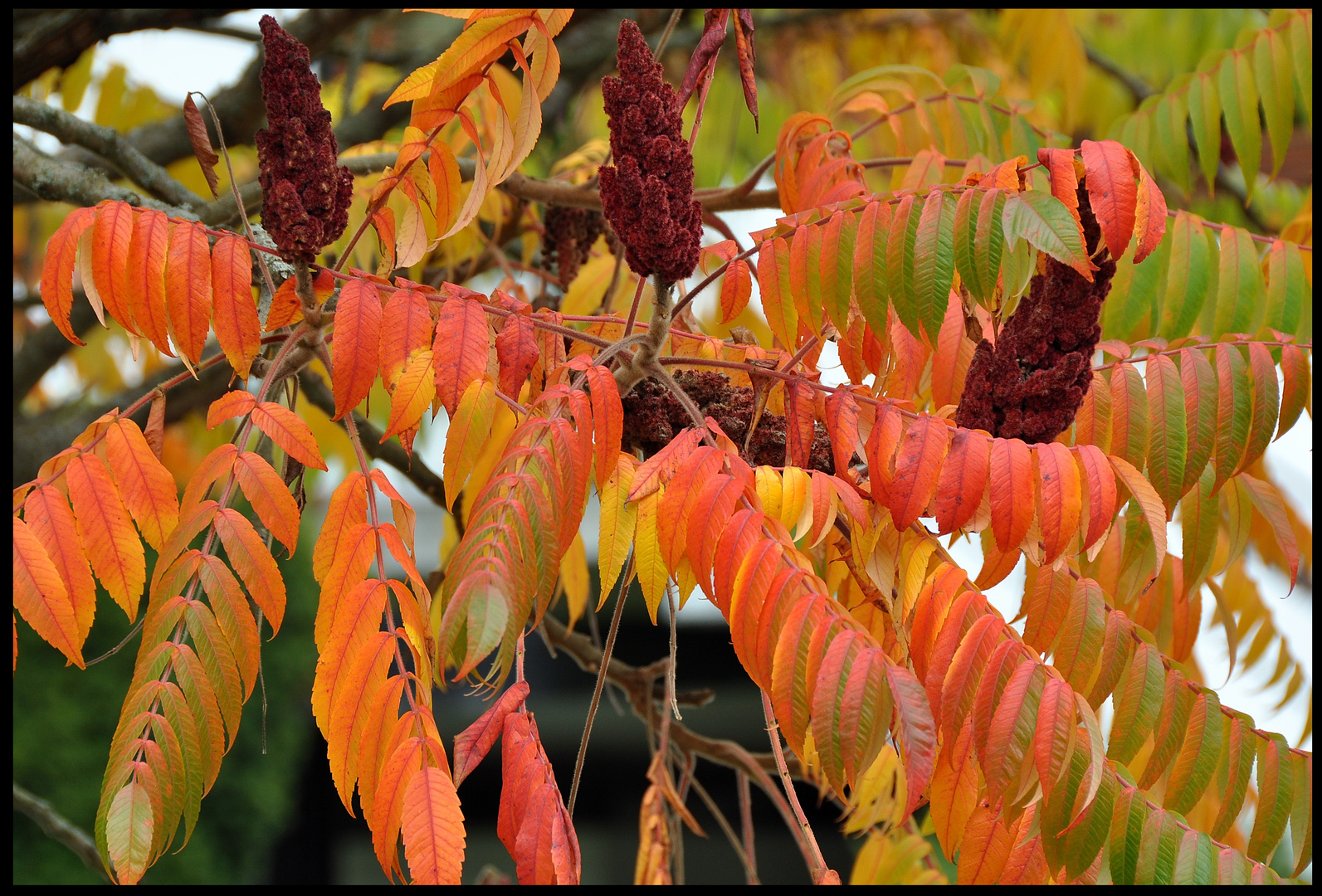 Herbstfarben