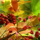 Herbstfarben