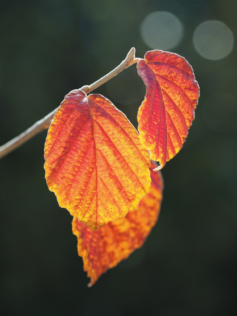 Herbstfarben