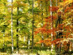 Herbstfarben