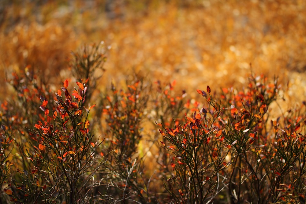 Herbstfarben